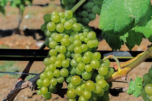 Wine estate vineyard plantation system with grape vines and plants rows. Plantation with green grapes on trellis formation, used for viticulture vineyard production in Chalkidiki Peninsula, Greece.